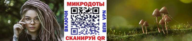 Купить Луга Псилоцибиновые грибы мицелий